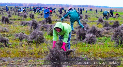 ГОМЕЛЬЧАНЕ АКТИВНО УЧАСТВУЮТ В УБОРКЕ ЛЬНА