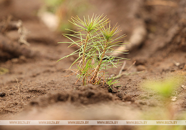 Акция "Неделя леса" стартует в Беларуси 9 апреля 