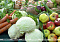 Lukashenko orders to fill vegetable storehouses to capacity