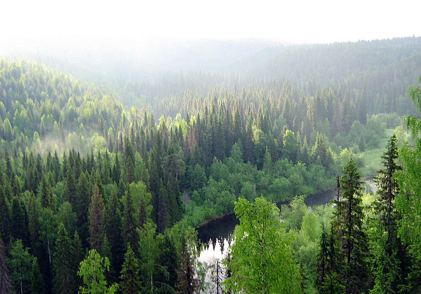 Запреты и ограничения на посещение лесов введены в 91 районе Беларуси