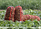 Belarus' agricultural export nearly doubles in 2010-2020