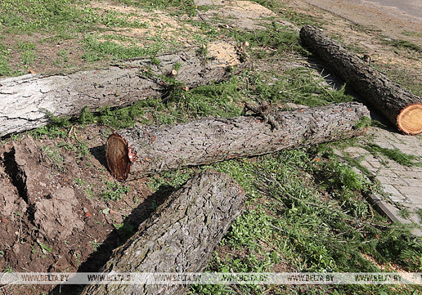 На Гомельщине завершаются работы по расчистке населенных пунктов от поваленных ураганом деревьев