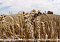 Belarus' harvest reaches 6.7m tonnes of grain