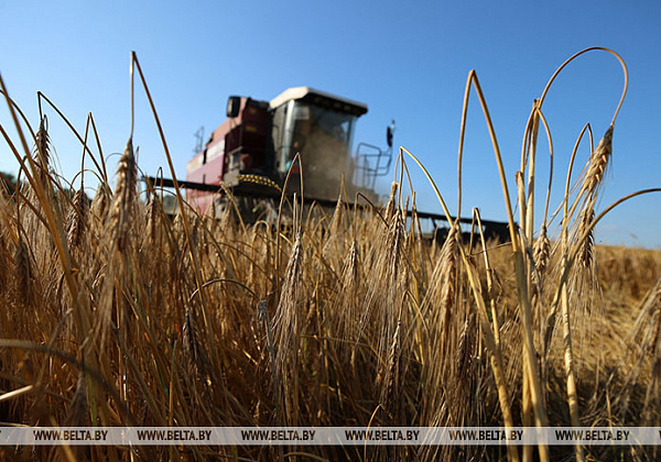 Belarusian farmers harvest over 883,000t of cereals