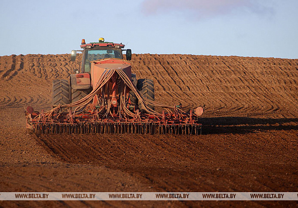 Planting of winter cereals on home stretch in Belarus