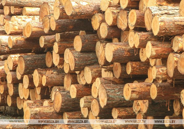 Export duties on Belarusian timber, woodworking products introduced