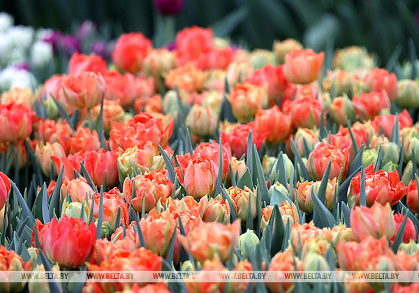 Цветущий бизнес, или Как под Гомелем выращивают тысячи прекрасных тюльпанов