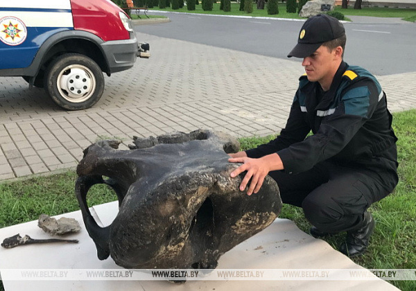 ФОТОФАКТ: Водолазы Гомельского МЧС обнаружили останки мамонта